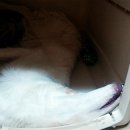 명진켄넬 이미지