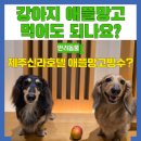 안덕면 화순리 245-4 | 강아지 애플망고 먹어도 되나요? 제주신라호텔 애플망고빙수