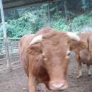 삼양동물병원 이미지