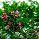 배내무등골길 이미지