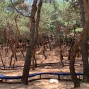 푸른푸릇 이미지