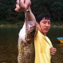 2011.08.26 단양 쏘가리낚시 여행~! 46cm 이미지