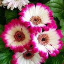 바람의말 이미지