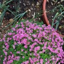 장고도2 이미지