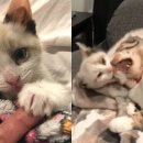 뽀시래기 이미지