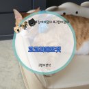 코코펫 | 코코리에또펫 강아지침대 고양이침대 매트리스침대 후기