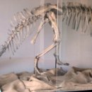 테논토사우루스 이미지