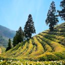 율포솔밭해수관리사무소 | 보성여행 해수녹차탕 효능, 입장료, 이용팁