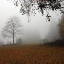 나무와새 이미지