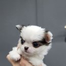 내 품안의 반려견 이미지