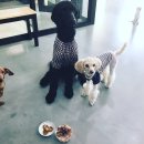 한스애견카페 이미지