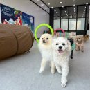 사랑한다, 멍 이미지