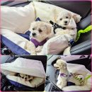 사계절 애견 켄넬 | 강아지 카시트 프레피펫 풀커버 카시트 시야차단 가능한 애견 카시트