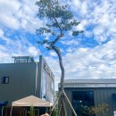 파인트리 | [화성 향남] 수원 근교 천연잔디 애견카페 파인트리 숲 후기