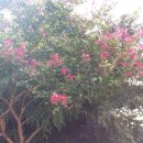 마하골길벗작은도서관 | 김*한의 동네 한바퀴4 - 배롱나무 사하역 마하골 길벗 작은도서관