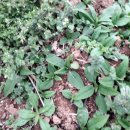 빨간돼지 이미지