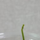 아라사우나 이미지