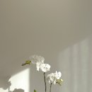 초아플라워스튜디오 이미지