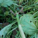 밤산농원 이미지