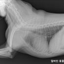 얼바인동물병원 이미지