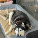 대일카랜드2호점 | 해운대 허스키가 있는 오션뷰 이색 애견카페 에코랜드 주차장 간식 애견동반여부