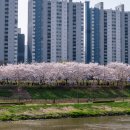 금천구청역 서측(안양천 쪽) | 안양천 벚꽃길 금천구 벚꽃축제 위치 야간 야경 후기
