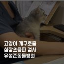 유성준동물병원 | 고양이 과호흡 개구호흡 심장초음파 후기 유성준동물병원