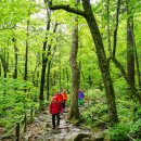 (마감)5월3일(토)-5일(월) 점봉산 곰배령, 하추 산골마을 트레킹 with 하추자연휴양림 2박여행 이미지