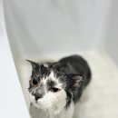 부산고양이미용&호텔 무냥무냥 대연점 이미지