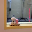 애견미용 | [사당,방배] 남현댕 애견 미용 스포팅 후기 ⭐️