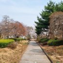 벚꽃 대구스타디움 덕원고등학교 이미지