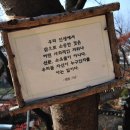 진향