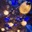 진도 소고기 대파국 이미지