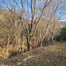 무네미로 이미지