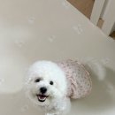 룰루멍 이미지
