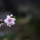 부귀리벗꽃 이미지