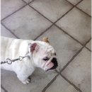 길종합동물병원 이미지