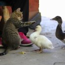 학장동물병원 이미지