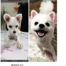 안녕댕댕쓰 Daum카페