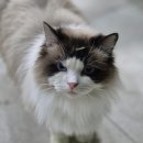 올라 아미고 펜션 | 기장펜션 올라아미고 A동 401호 내돈내산 솔직후기