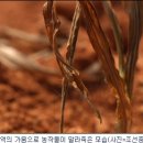 최영림농장 이미지