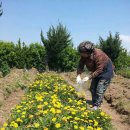 들꽃이 있는집 이미지