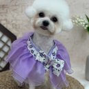 우리동네힐링샵(송탄점) | 드디어 찾았다! 우리 동네 찐 '송탄 애견미용' 맛집!