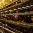 평사농장 이미지