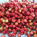 손별농장 이미지