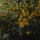 오토오아시스 롯데몰 은평몰 이미지