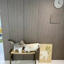 벤치 - 영월군 관풍헌길 70 | 고양이 인테리어 용품, 집 분위기 살려주는 원목 캣벤치 내돈내산 후기