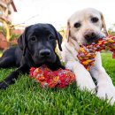 강아지 친구 이미지