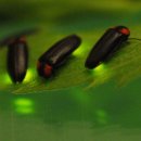 반딧불이 이미지