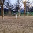퍼피포레스트 이미지